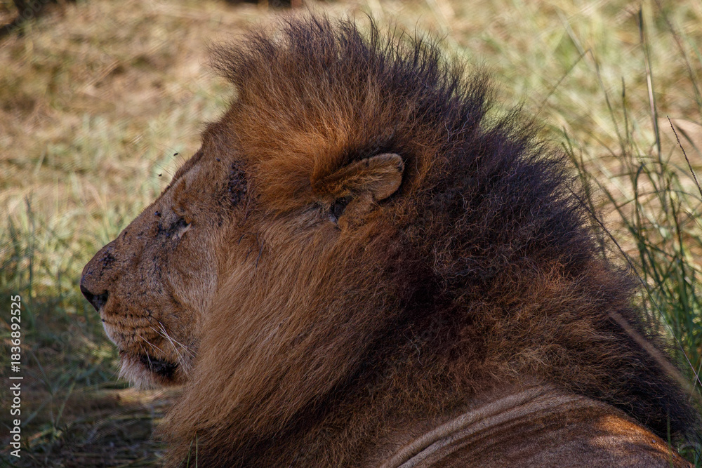 Naklejka premium Retrato de Primer Plano de León Macho Alfa con Melena Espectacular en el Pastizal Africano de Kenia