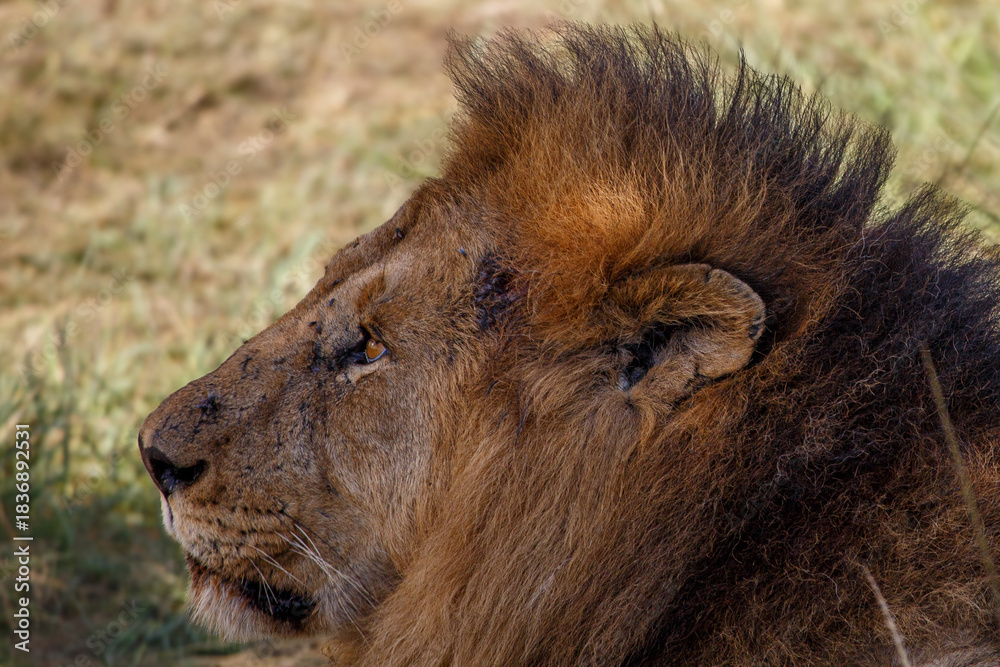 Naklejka premium Retrato de Primer Plano de León Macho Alfa con Melena Espectacular en el Pastizal Africano de Kenia