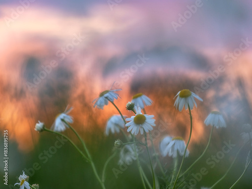 field of chamomiles on windy evening