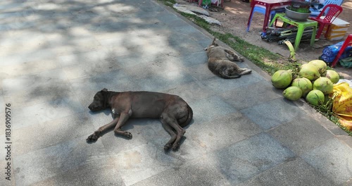 Two dogs rest on a pavement near green coconuts and colorful plastic chairs in an outdoor setting.