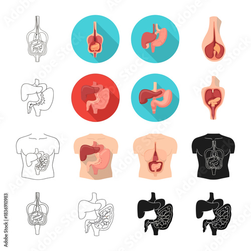Comprehensive vector illustration set showcasing human internal organs, including digestive and urinary systems, in various anatomical diagram styles for educational and medical design purposes
