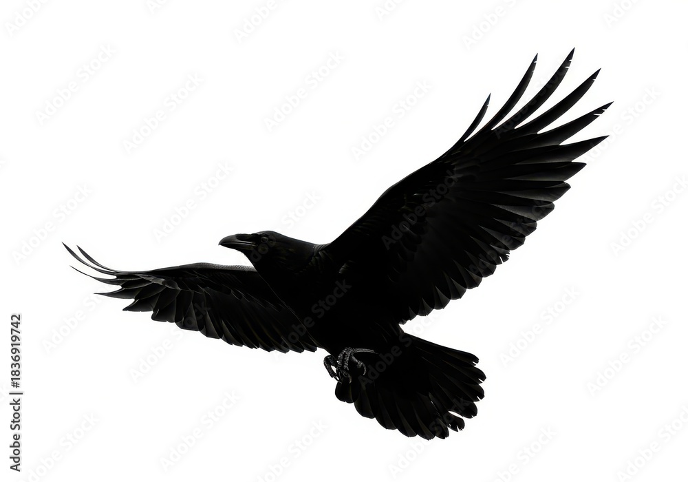 Obraz premium Silhouetted black bird in full flight against a stark white background