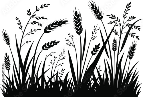 Detailed black vector silhouette of various ears of wheat and cereal grains, symbolizing agriculture, harvest, baking, food, and organic farming