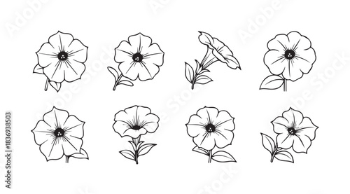 Collection of hand drawn petunia flowers delicate floral sketches botanical art botanical elements vector