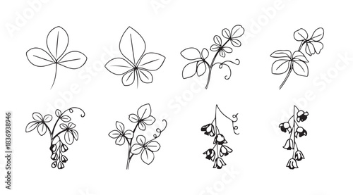 Hand drawn botanical sketch collection featuring delicate leaves and flowers isolated on white vector