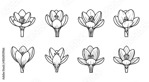 Collection of hand drawn crocus flower sketches celebrating spring blooms and botanical artistry vector