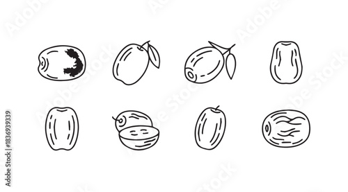 Set of hand drawn dried dates and fresh dates with leaves on simple line art vector