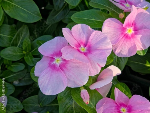 Close-up of vibrant pink Catharanthus roseus (Periwinkle) flowers, with a bright yellow center, surrounded by lush green leaves. 