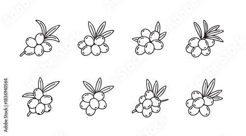 Collection of hand-drawn sea buckthorn berries with leaves in outline style for natural designs vector