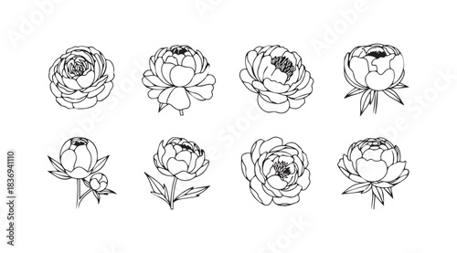 Collection of delicate hand-drawn rose and peony flower line art sketches for elegant design vector
