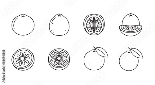 Collection of hand-drawn citrus fruit illustrations whole halved and sliced for food design vector