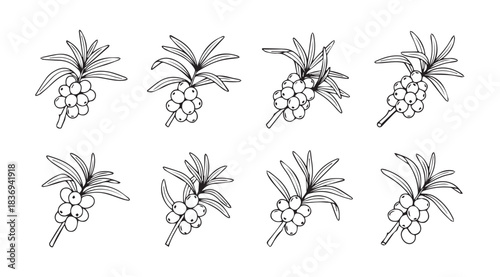 Hand drawn palm tree fruit clusters sketch set tropical botanical elements artistic line art vector