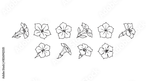 Collection of delicate hand-drawn petunia flower sketches for botanical art and design projects vector