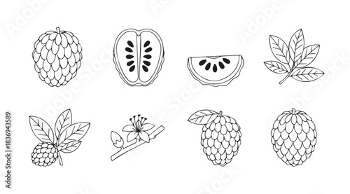 Cherimoya fruit collection various angles and stages of growth hand drawn line art vector