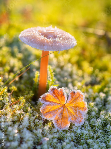 mushroom in autumn in hoarfrost