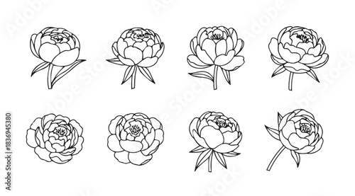 Collection of delicate hand drawn peony flower sketches botanical line art outline set vector