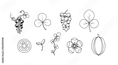 Vintage botanical sketch collection assorted flowers fruits and clover motifs hand drawn line art style vector