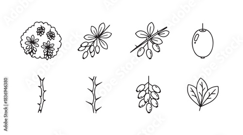 Hand drawn botanical elements of leaves branches and berries sketch collection nature flora vector