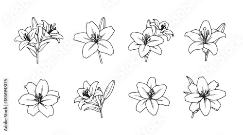 Collection of delicate lily flower line art sketches for artistic design projects vector