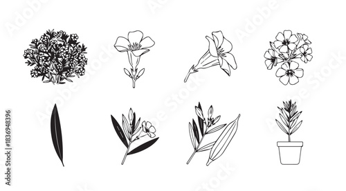 Hand drawn botanical elements collection delicate floral and leaf sketches for design projects vector