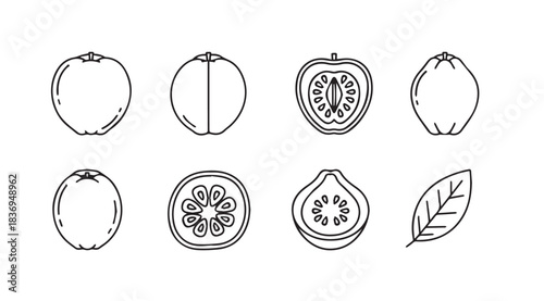 Set of hand drawn tropical fruits and leaf outline icons healthy food collection vector