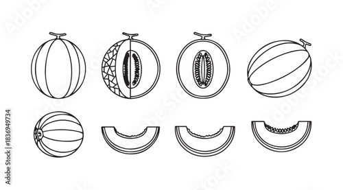 Collection of hand-drawn melons and fruits cut in half showcasing seeds and texture vector