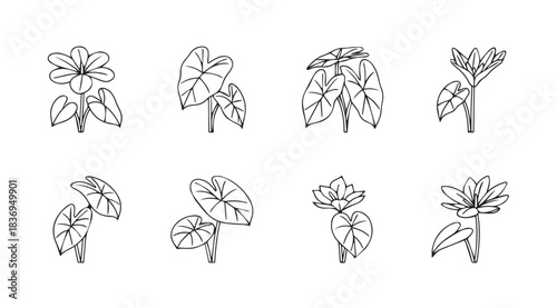 Collection of delicate hand-drawn botanical line art sprigs and flowers for artistic projects vector