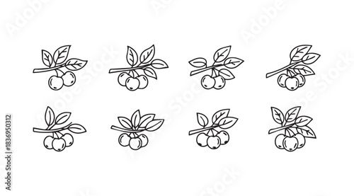 Hand drawn sketch collection of berries or fruits on branches with leaves nature elements vector