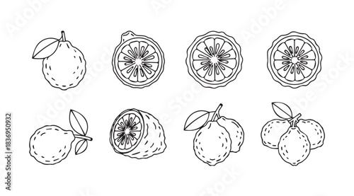 Hand drawn sketch citrus fruits lemons oranges limes grapefruit set collection graphic vector