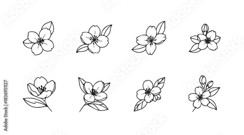 Delicate hand drawn cherry blossom flower clusters vector graphics for floral designs vector