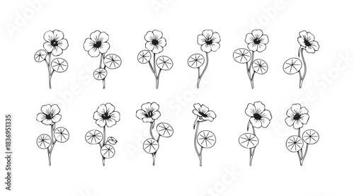 Delicate hand-drawn floral elements delicate sketchy poppies and wildflowers collection for elegant designs vector