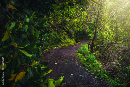 Wide levada hiking trail near water canal, Madeira Island, Portugal