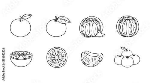 Hand drawn fruit illustrations citrus oranges and mandarins in sketch style set vector