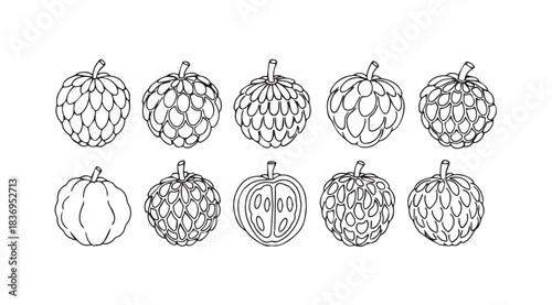 Collection of hand-drawn cherimoya fruits artistic outline collection botanical fruit study vector