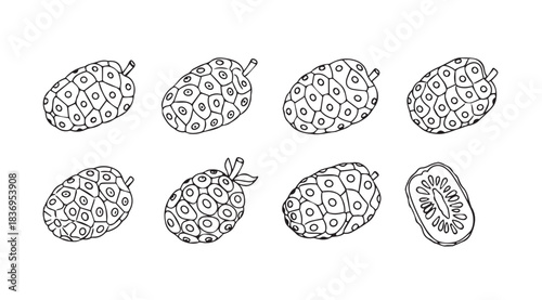 Hand-drawn noni fruit sketches organic tropical fruit botanical art food and beverage collection vector