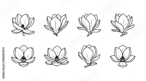Eight hand-drawn magnolia flower sketches with delicate petals and organic lines vector