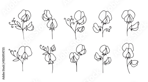 Delicate hand sketched cotton flower stems artistic outline drawing collection vector