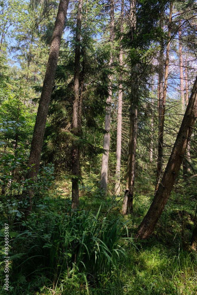 Fototapeta premium Dense mixed forest with lush understory and natural vegetation in summer light
