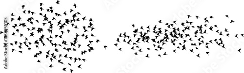 Flock of small birds flying seamlessly, vector silhouette on clean white