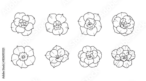Collection of hand drawn succulent plant top down views for botanical art and design projects vector