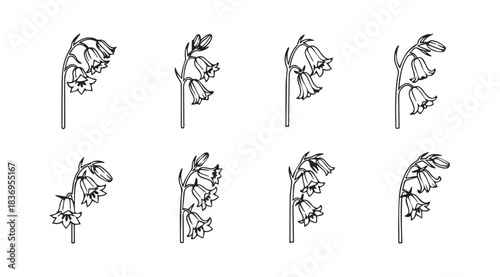 Delicate line art botanical study of bell flowers in a serene composition vector