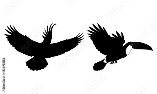 Flying cockatoo and toucan silhouettes tropical birds vector illustration
