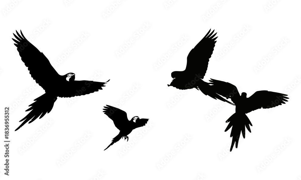 Obraz premium Flying parrot silhouettes against a clean white background, tropical birds