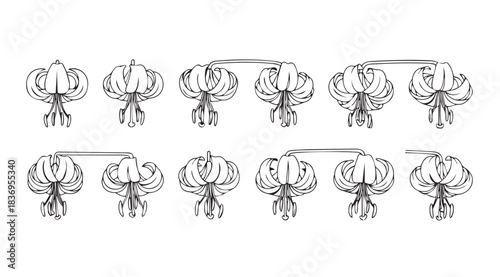 Collection of detailed line art drawings of orchid flower stems and blooms vector