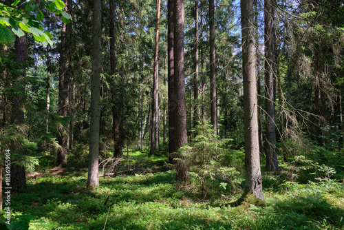 Dense mixed forest with lush understory and natural vegetation in summer light