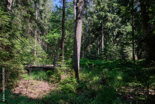 Dense mixed forest with lush understory and natural vegetation in summer light