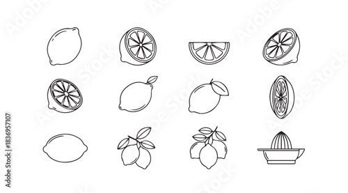 Fresh ripe lemons and citrus fruits hand drawn sketch line art collection vector