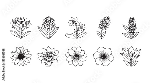 Collection of ten delicate hand-drawn botanical floral elements in a charming sketch style vector