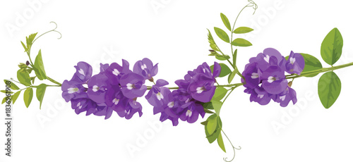 Beautiful purple flowers botanical illustration with green leaves and elegant tendrils on a clean white background, ideal for decorative designs.