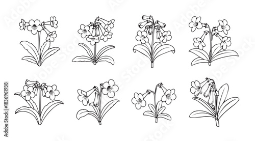 Collection of delicate hand-drawn primrose flowers offering organic botanical beauty and artistic charm vector